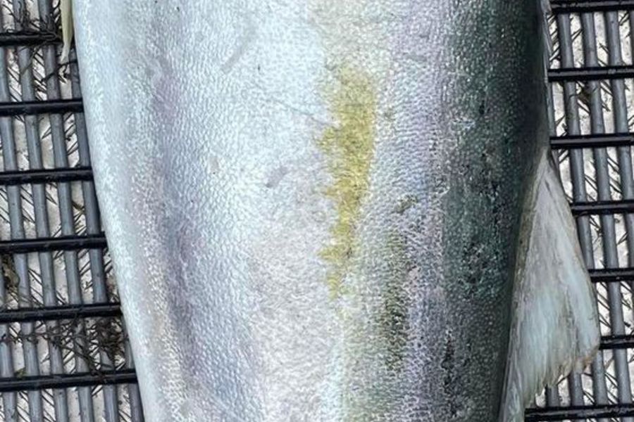 Hayden  Lamb caught this 111.0cm Kingfish at Mahia during The Export NZ Fishing Competition