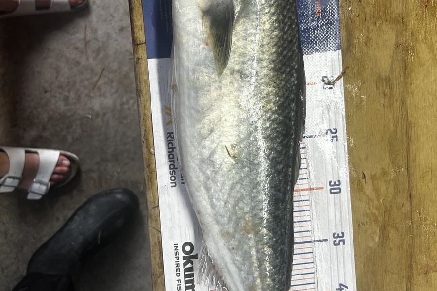 Hayden  Lamb caught this 49.5cm Kahawai at Mahia during The Export NZ Fishing Competition