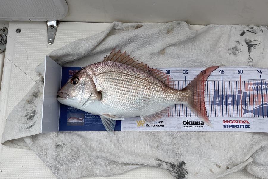 Mark Rouse caught this 40.0cm Snapper at Kaipara harbour during The Export NZ Fishing Competition