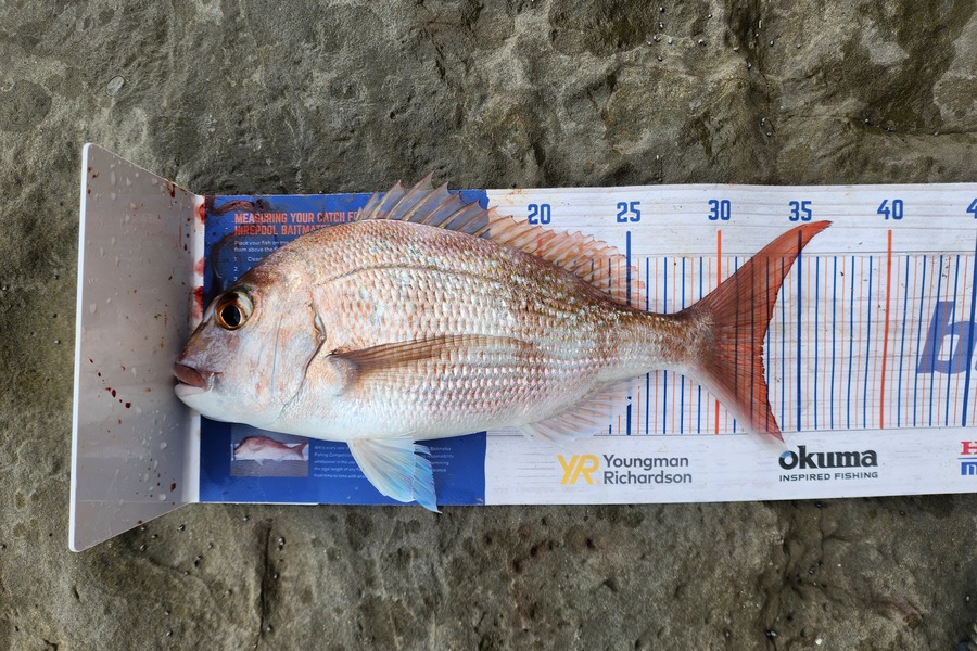 Gwyn Dans caught this 32.5cm Snapper at Army Bay during The Export NZ Fishing Competition