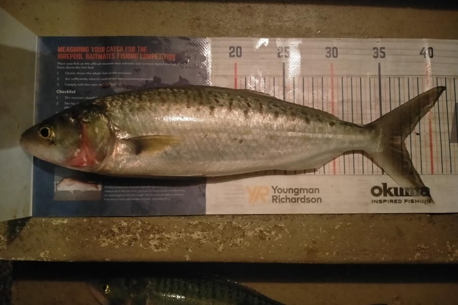 Andrew Cornelder caught this 37.0cm Kahawai at Tauranga  during The Export NZ Fishing Competition