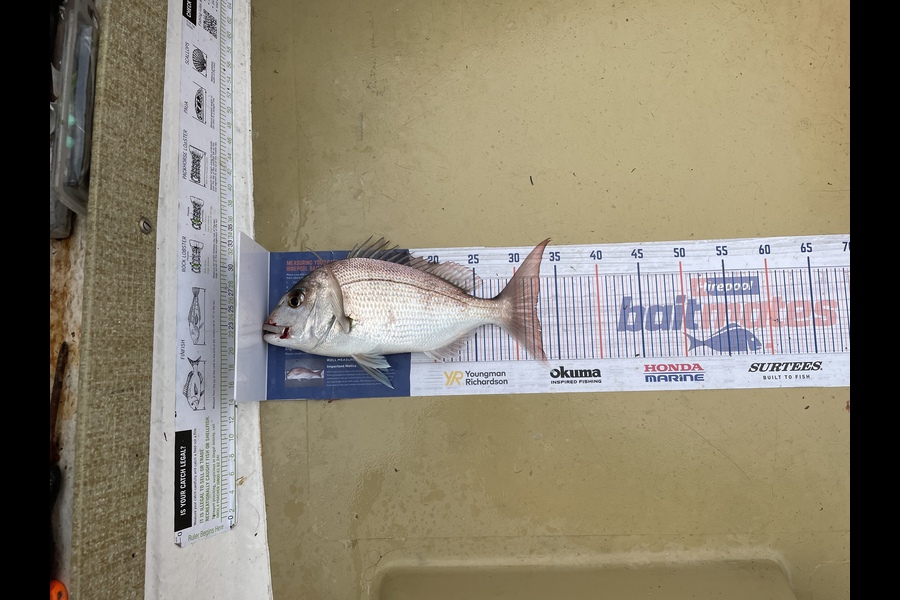 Lee Paetai caught this 32.5cm Snapper at Hauraki Gulf  during The Export NZ Fishing Competition