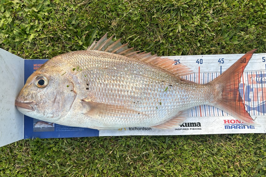 Simeon Hansen caught this 49.0cm Snapper at Opotiki  during The Export NZ Fishing Competition