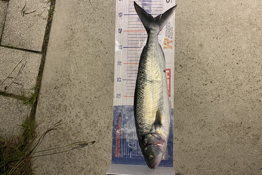 Mark Ray caught this 44.0cm Kahawai at BOP during The Export NZ Fishing Competition