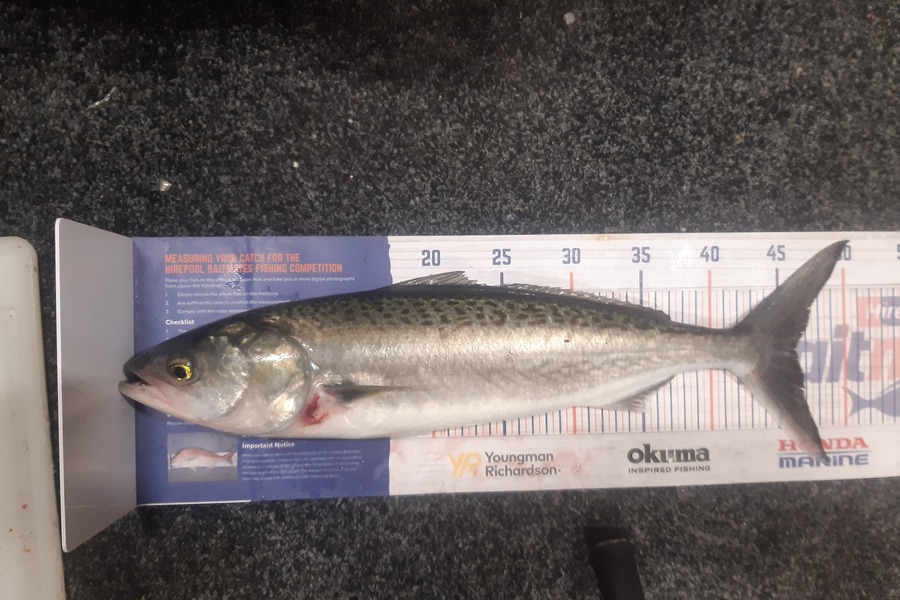 Marco Barnao  caught this 46.0cm Kahawai at Kerikeri inlet  during The Export NZ Fishing Competition