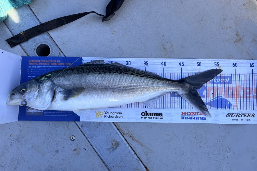 Josh  Mcmurtrie  caught this 49.0cm Kahawai at Tairua during The Export NZ Fishing Competition