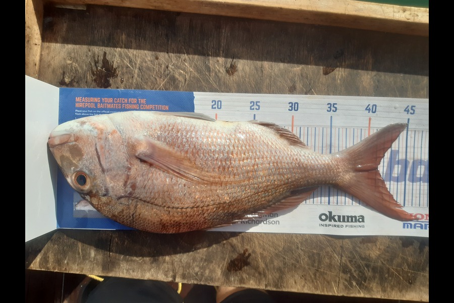 Marco Barnao  caught this 41.0cm Snapper at Kerikeri inlet  during The Export NZ Fishing Competition
