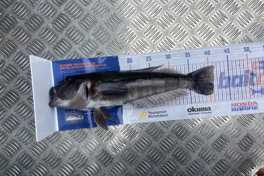 Laura Solomon caught this 40.5cm Blue Cod at Marlborough sound  during The Export NZ Fishing Competition