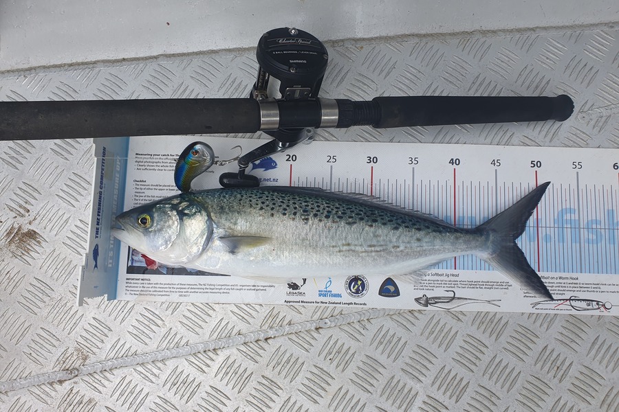 Ian Campbell caught this 47.0cm Kahawai at Opito Bay  during The Export NZ Fishing Competition