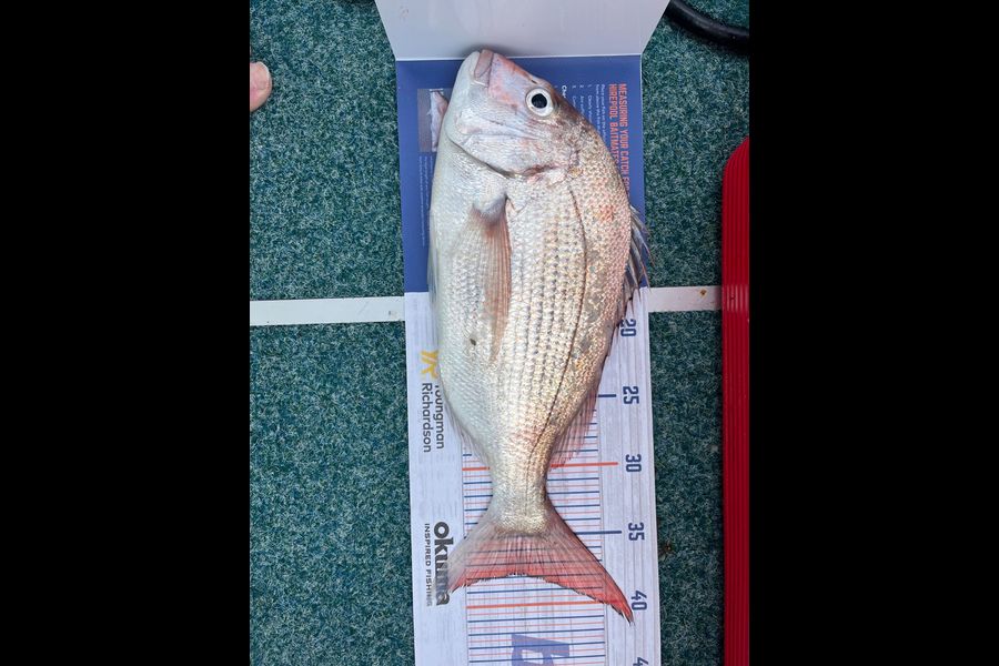 Howie Rait caught this 37.5cm Snapper at Mana Island during The Export NZ Fishing Competition