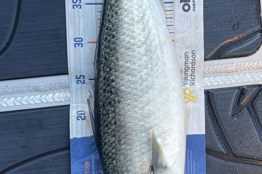 Charles Peters caught this 48.5cm Kahawai at Tauranga during The Export NZ Fishing Competition