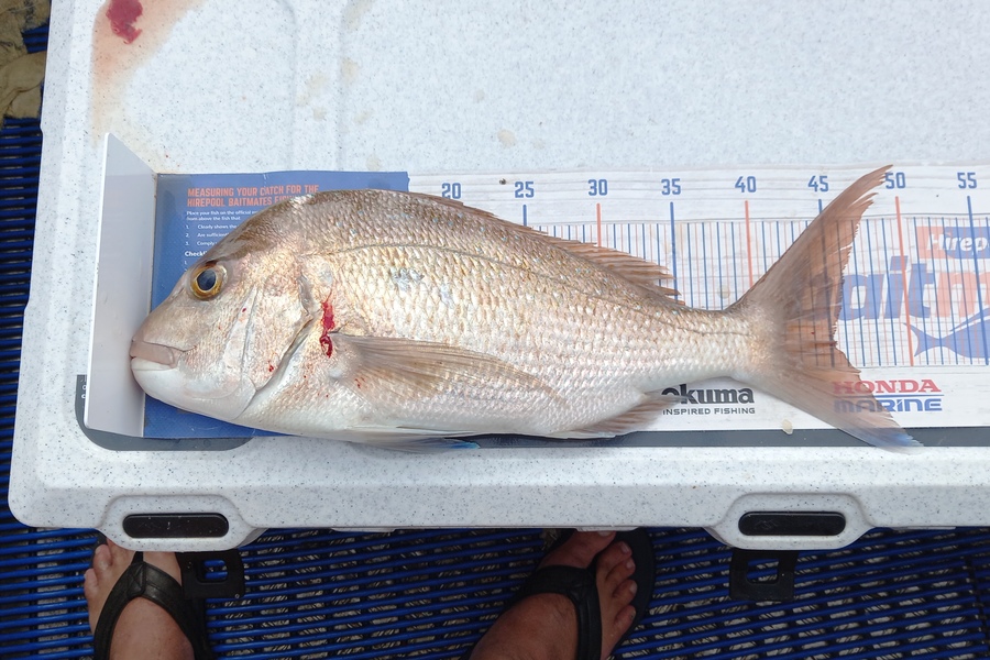 Aaron Herman caught this 45.0cm Snapper at Rangiputa  during The Export NZ Fishing Competition