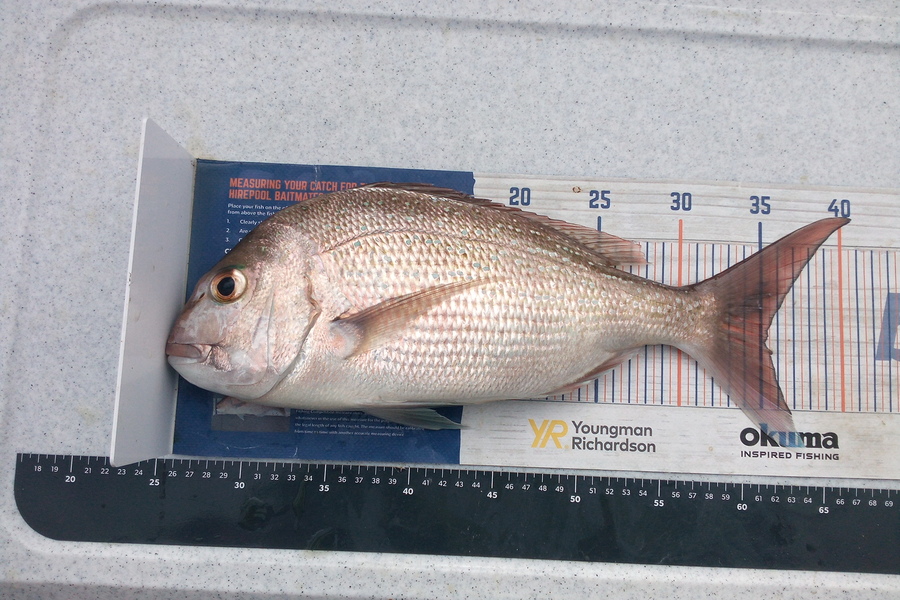 Julie Herman caught this 35.0cm Snapper at Rangiputa during The Export NZ Fishing Competition