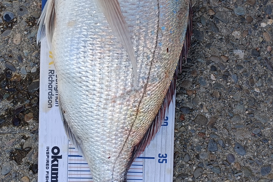 Trent Wales caught this 46.0cm Snapper at Nelson during The Export NZ Fishing Competition