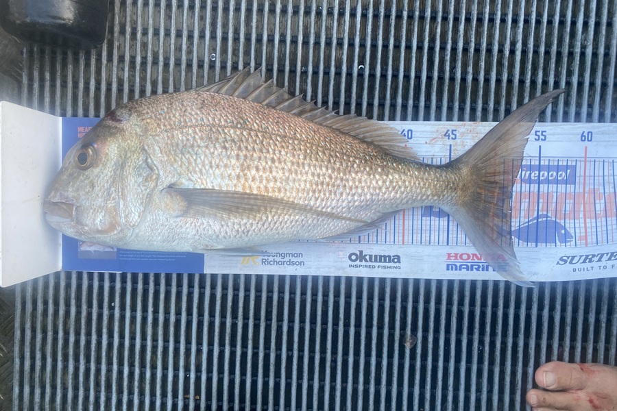 Adrian Eichmann caught this 52.0cm Snapper at BOI  during The Export NZ Fishing Competition