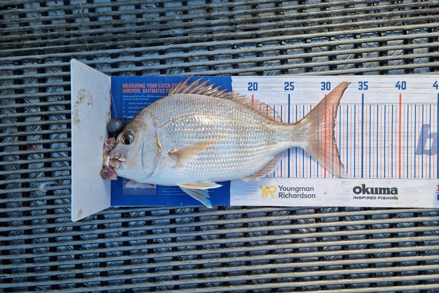 Jayden Emtage caught this 31.0cm Snapper at Kaipara harbour during The Export NZ Fishing Competition