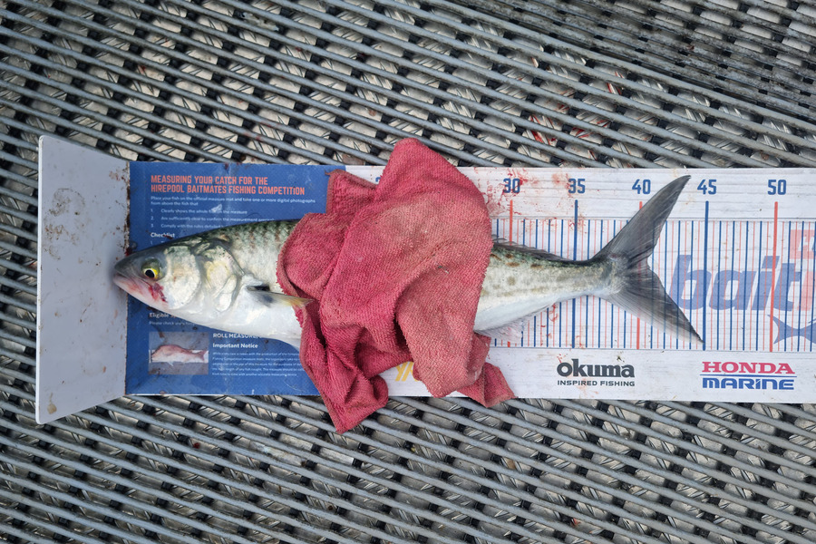 Jayden Emtage caught this 40.5cm Kahawai at Kaipara harbour during The Export NZ Fishing Competition