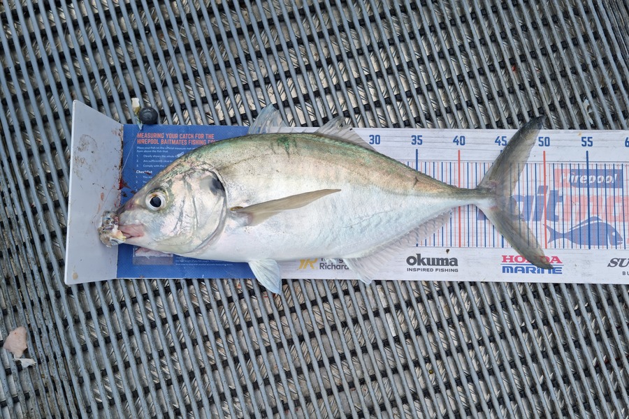 Jayden Emtage caught this 46.0cm Trevally at Kaipara harbour during The Export NZ Fishing Competition