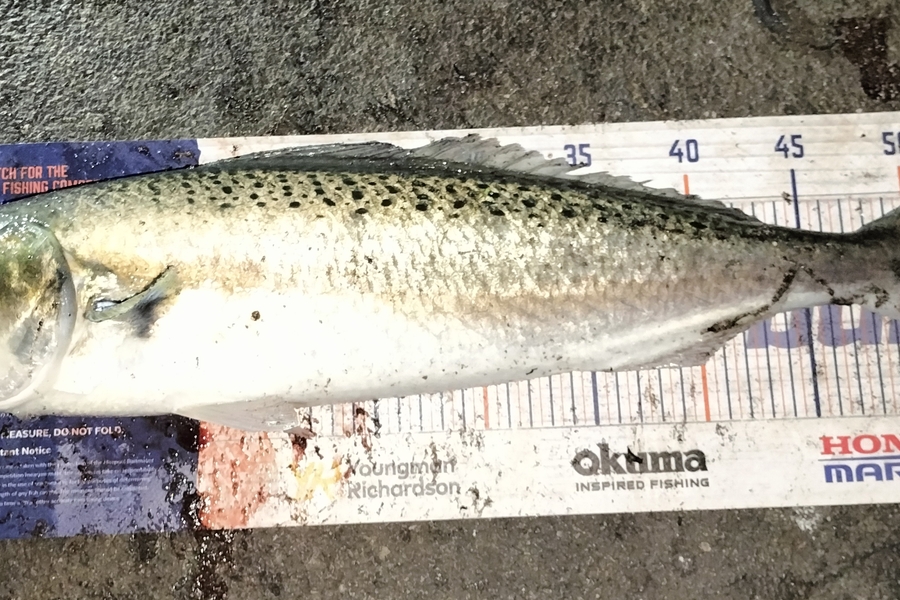 Joel Rangi caught this 52.5cm Kahawai at Maketu during The Export NZ Fishing Competition