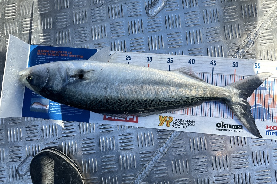 Brent  Exley caught this 53.0cm Kahawai at Kapiti during The Export NZ Fishing Competition