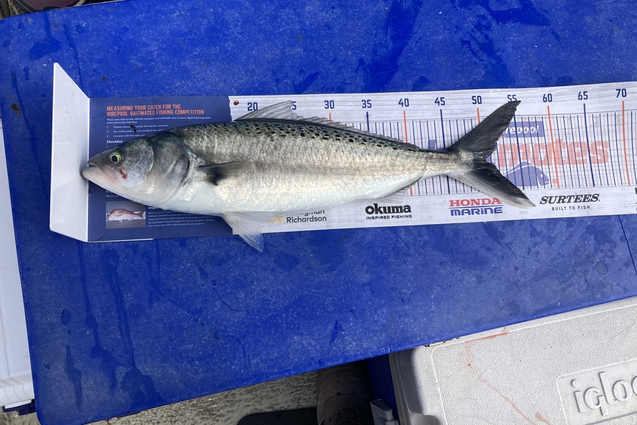 Frank Matangi caught this 50.0cm Kahawai at 3 mile reef Ruakākā  during The Export NZ Fishing Competition