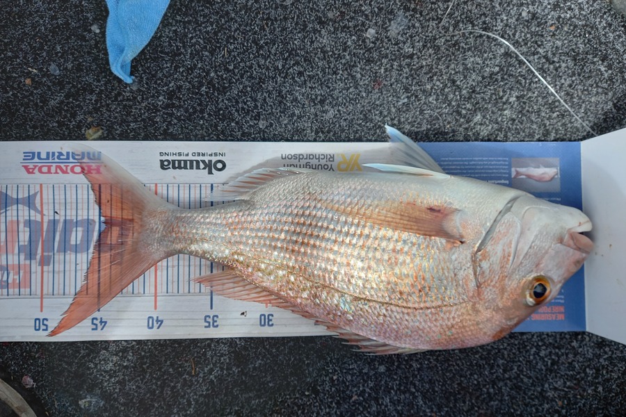 Sandra Dicker caught this 44.5cm Snapper at Kawakawa bay-orerepoint  during The Export NZ Fishing Competition