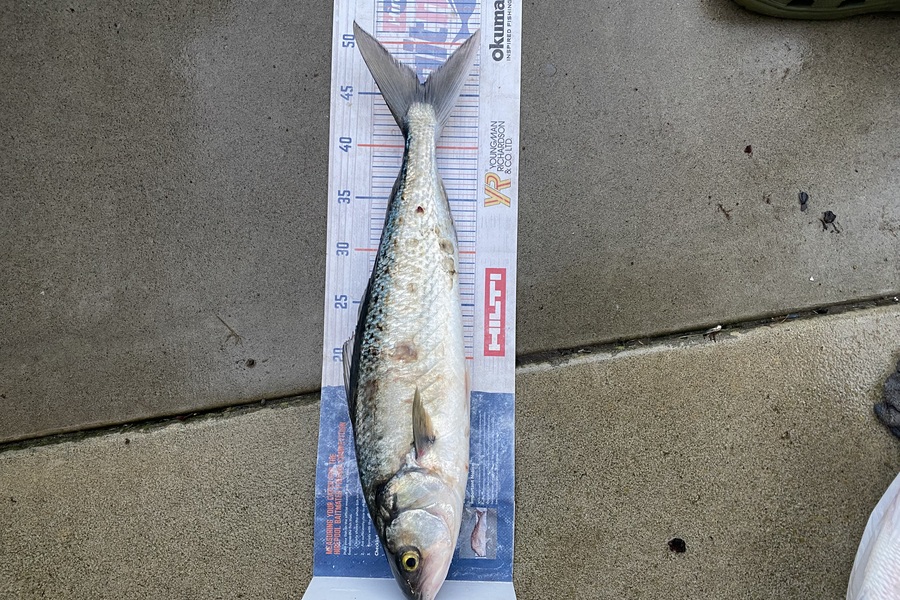 Mark Ray caught this 46.0cm Kahawai at BOP during The Export NZ Fishing Competition