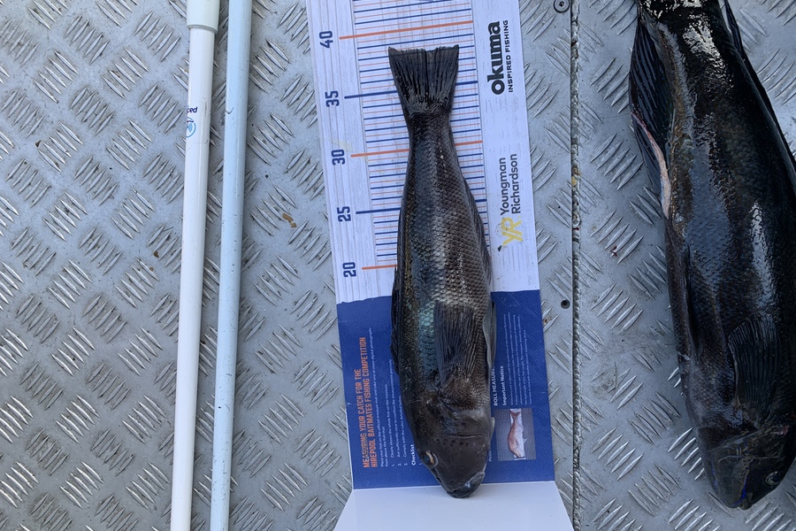 Gavin White caught this 38.0cm Blue Cod at Wellington  during The Export NZ Fishing Competition