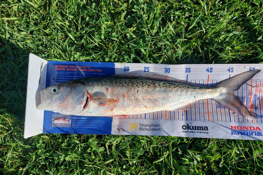 Trevor Hopson caught this 46.0cm Kahawai at Kennedy-bay  during The Export NZ Fishing Competition
