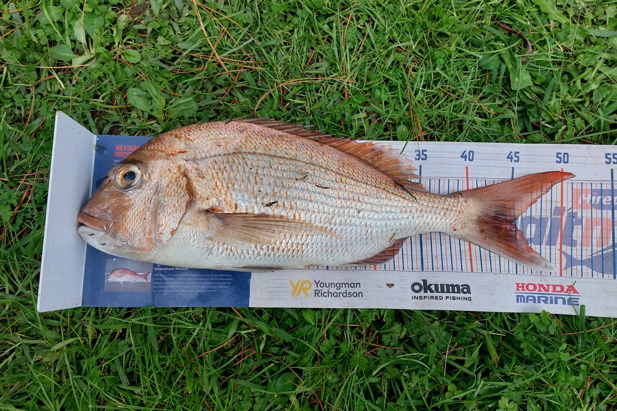 Trevor Hopson caught this 44.5cm Snapper at Kennedy-bay  during The Export NZ Fishing Competition