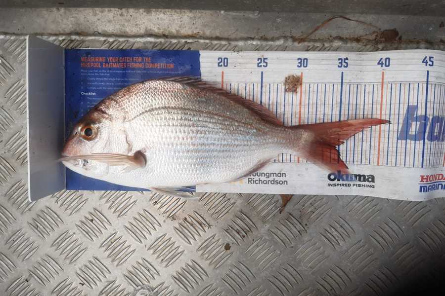 Angel Emtage caught this 34.5cm Snapper at Kaipara Harbour during The Export NZ Fishing Competition