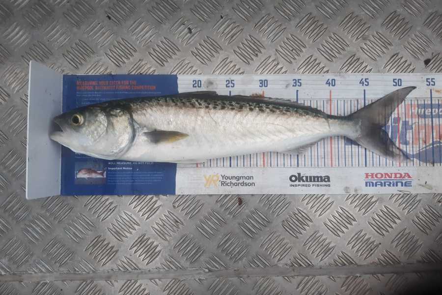 Angel Emtage caught this 47.0cm Kahawai at Kaipara Harbour during The Export NZ Fishing Competition