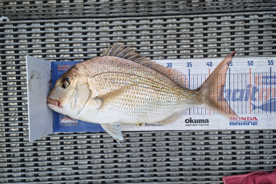 Angel Emtage caught this 43.5cm Snapper at Kaipara Harbour  during The Export NZ Fishing Competition