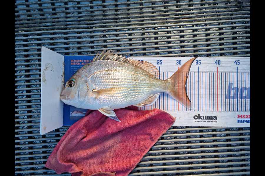 Clinton Emtage caught this 31.5cm Snapper at Kaipara harbour during The Export NZ Fishing Competition