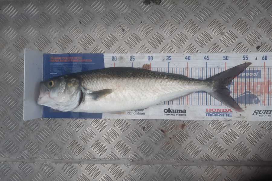 Hayden Parker caught this 50.0cm Kahawai at Kaipara Harbour  during The Export NZ Fishing Competition