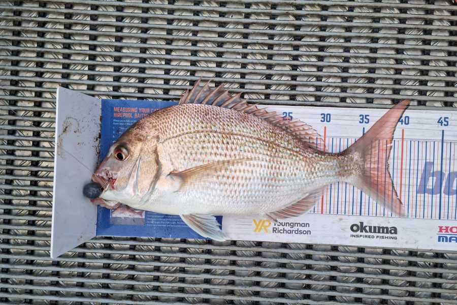 Hayden Parker caught this 38.0cm Snapper at Kaipara Harbour  during The Export NZ Fishing Competition
