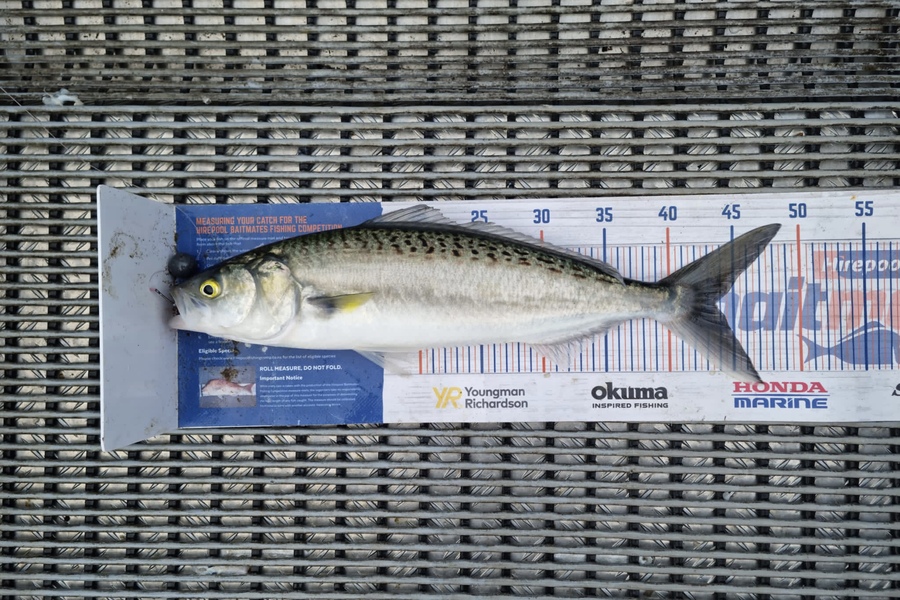 Hayden Parker caught this 43.5cm Kahawai at Kaipara Harbour  during The Export NZ Fishing Competition