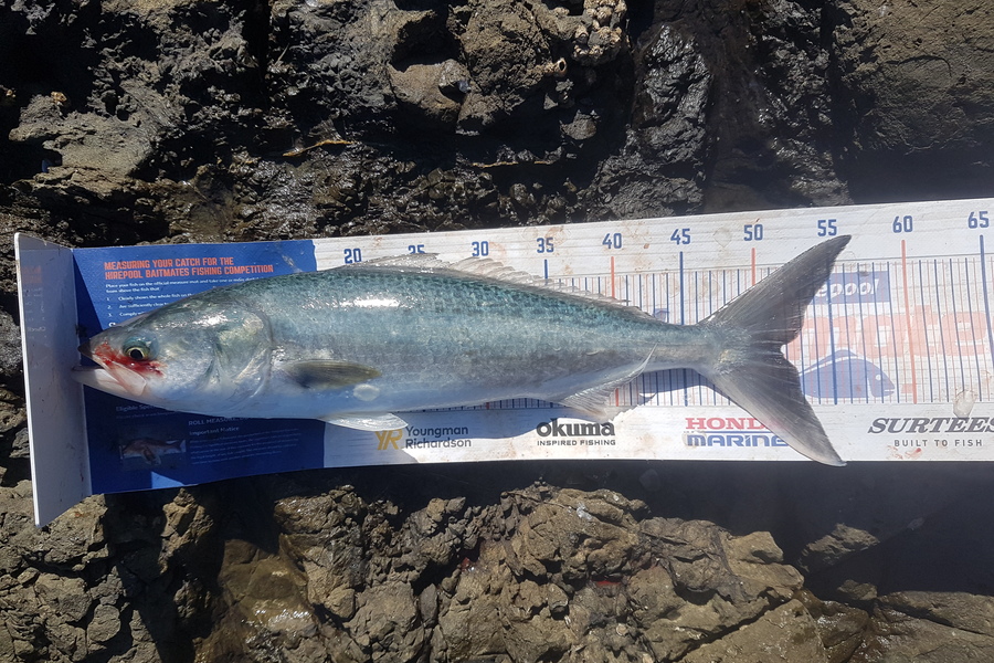 Paul White caught this 51.5cm Kahawai at East coast nz during The Export NZ Fishing Competition