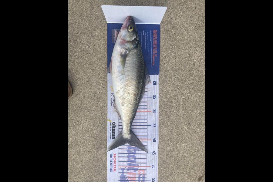 Steve Midgley caught this 41.0cm Kahawai at Ohawe during The Export NZ Fishing Competition