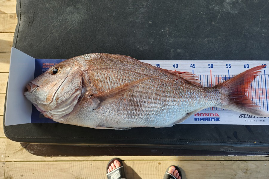 Hardus Scheepers caught this 59.0cm Snapper at Kapiti during The Export NZ Fishing Competition