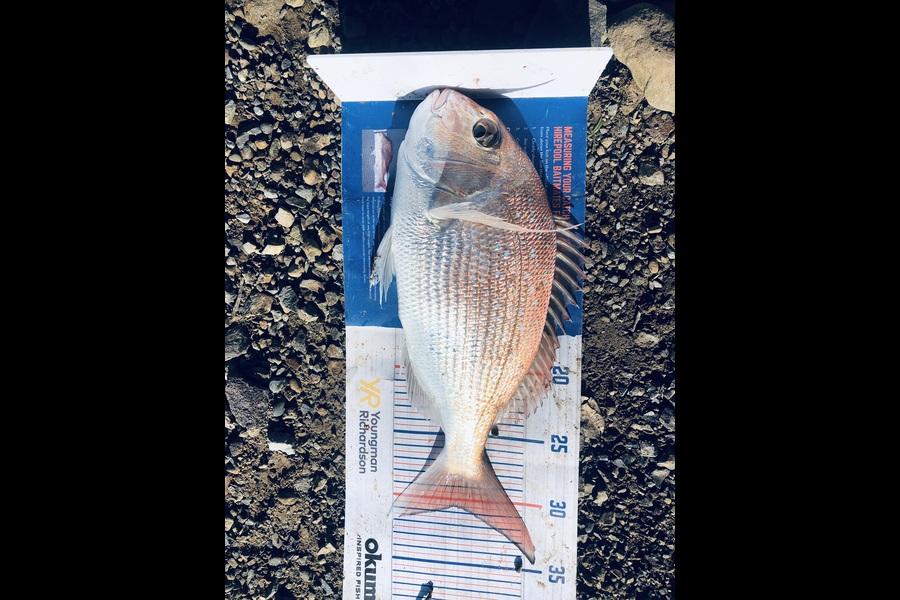 Hubs Gumen caught this 30.5cm Snapper at Wellington Harbour during The Export NZ Fishing Competition