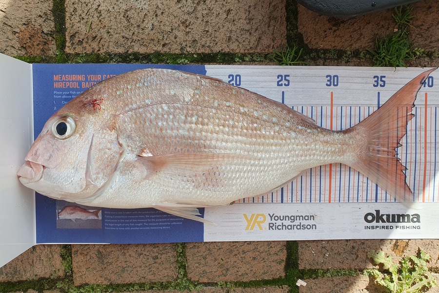 Blair Leigh caught this 36.5cm Snapper at Matata BOP during The Export NZ Fishing Competition