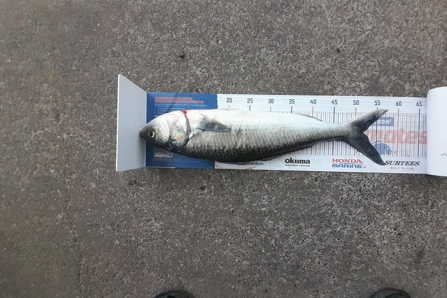Andre Warena caught this 51.5cm Kahawai at Maketu  during The Export NZ Fishing Competition
