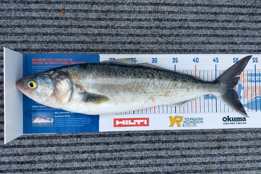 Wayne Farrow caught this 49.5cm Kahawai at Whakatane during The Export NZ Fishing Competition