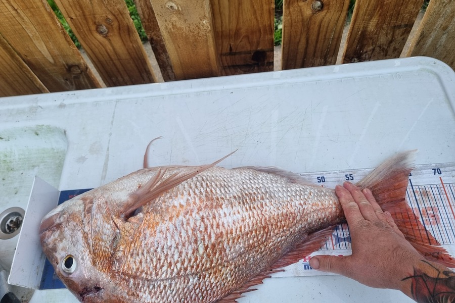 Daryl Edwards caught this 63.0cm Snapper at Wanganui during The Export NZ Fishing Competition