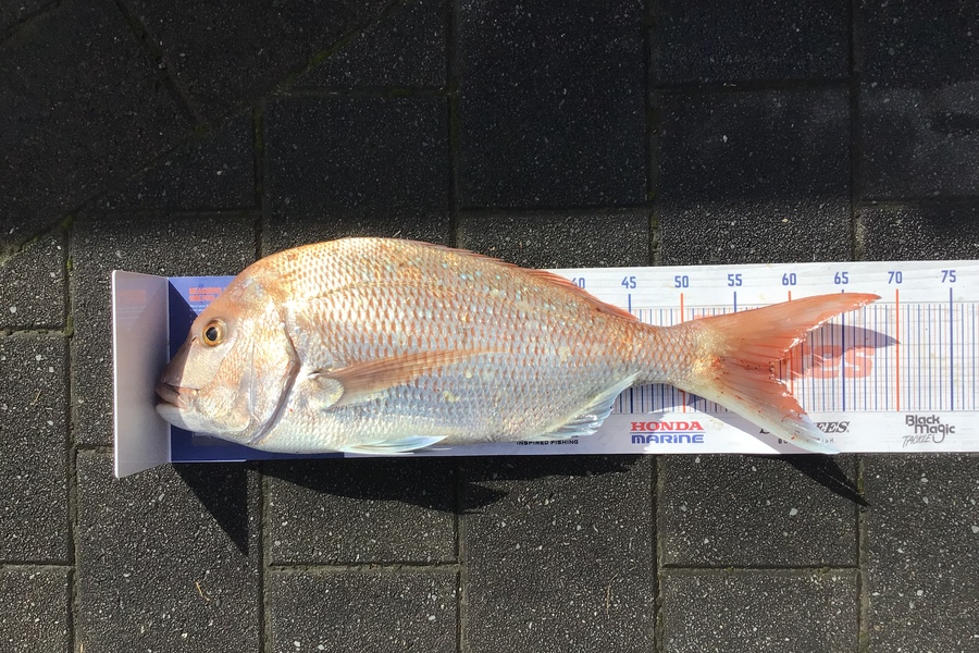 Mason Gestro caught this 58.0cm Snapper at Kapiti during The Export NZ Fishing Competition