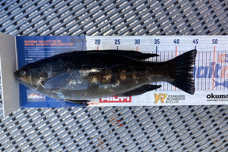 Ricky  WiRepa caught this 44.5cm Butterfish at Cook strait during The Export NZ Fishing Competition