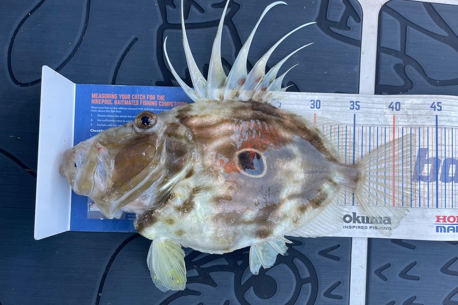 Carole Bettendroffer caught this 42.5cm John Dory at Mayor Island during The Export NZ Fishing Competition