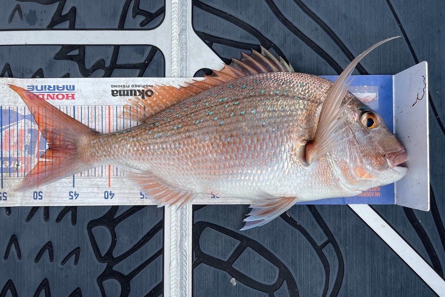 Carole Bettendroffer caught this 48.5cm Snapper at Mayor Island during The Export NZ Fishing Competition