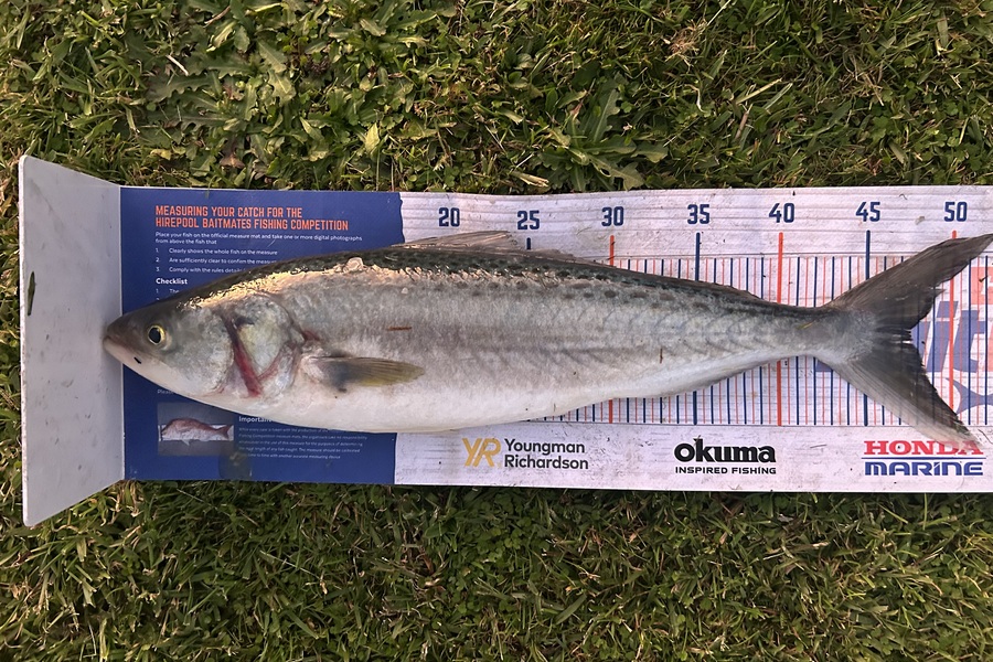 Simeon Hansen caught this 47.0cm Kahawai at Whakatane  during The Export NZ Fishing Competition